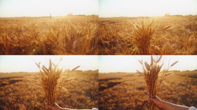 在晴朗的日子里，农艺师在农场里抱着小麦作物。一束小麦。