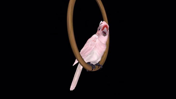 粉红凤头鹦鹉-鹦鹉鸟-摆动和说话的循环-侧面视图CU - Alpha频道