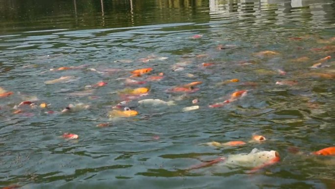 彩色品种日本花式鲤鱼或锦鲤日本鱼在淡水中游泳在池塘和游泳池的花园公园