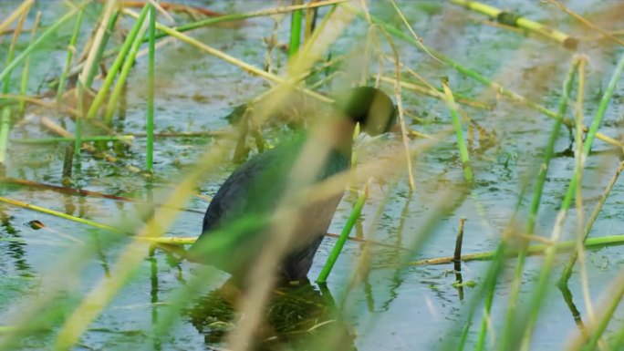 欧亚骨顶(Fulica atra)，也被称为普通骨顶，或澳大利亚骨顶，是秧鸟和秧鸟科的一员