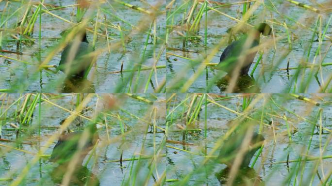 欧亚骨顶(Fulica atra)，也被称为普通骨顶，或澳大利亚骨顶，是秧鸟和秧鸟科的一员