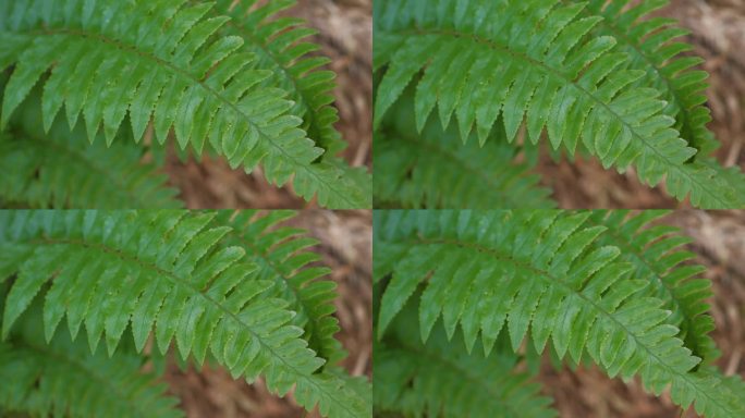 野生生长在竹林中的蕨类植物