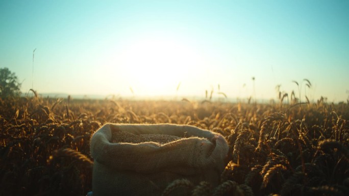 阳光明媚的日子里，黄麻麻袋里的小麦在晴朗的天空下缓慢生长