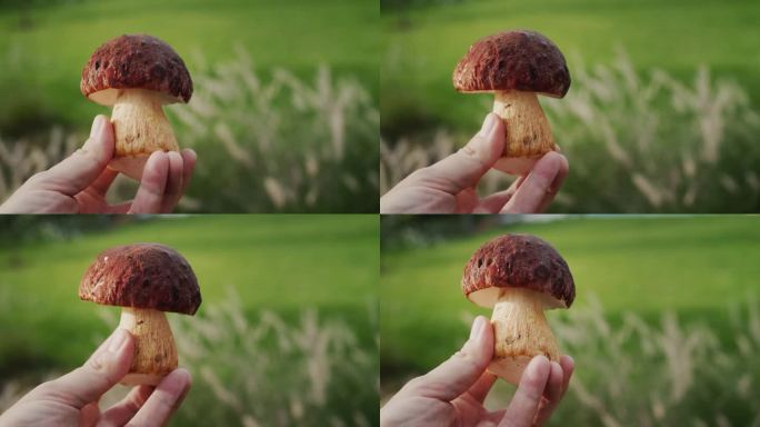 摘蘑菇的人手里拿着野蘑菇，第一人称视角