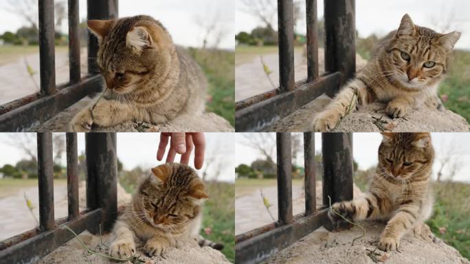 野猫在街上玩草。我试着抚摸他，但他躲开了。慢动作。