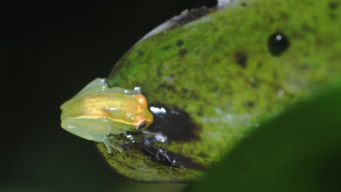 南美厄瓜多尔利蒙科查国家生物保护区的水草上的玻璃蛙。亚马逊盆地的热带雨林。