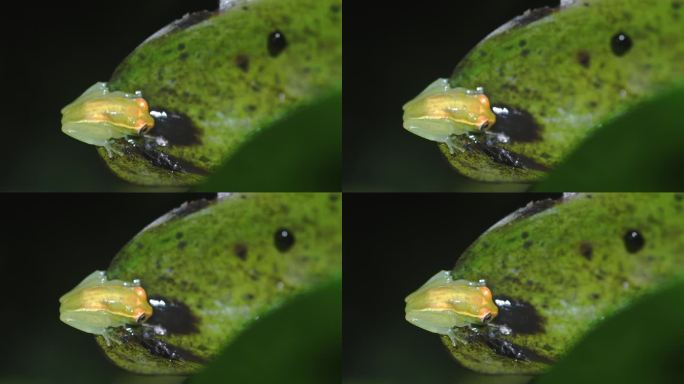 南美厄瓜多尔利蒙科查国家生物保护区的水草上的玻璃蛙。亚马逊盆地的热带雨林。