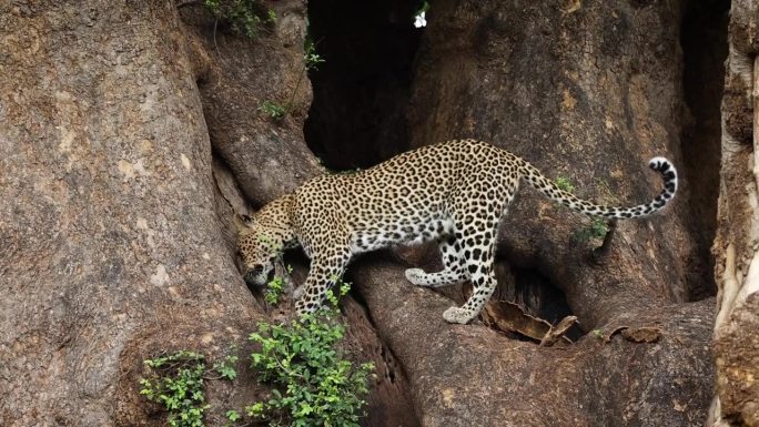 豹子跳到树上，从洞里拉出黑斑羚的尸体