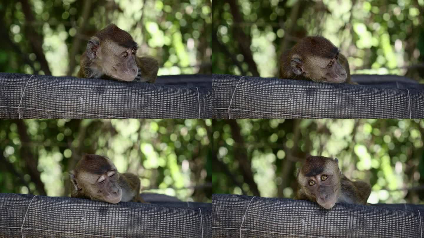 幼小的猴子凝视着前方，头靠在缠在树上的网上，绿色的散景背景