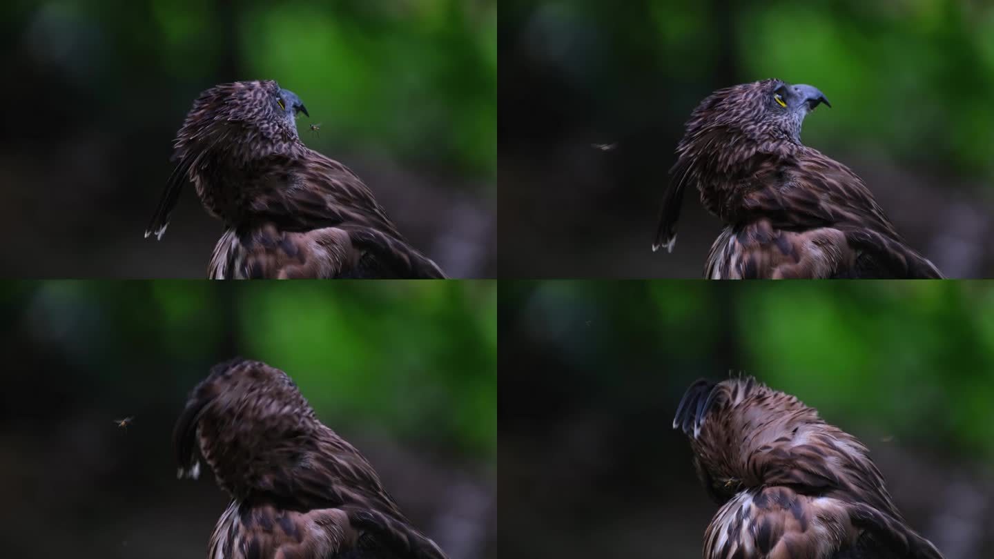 菲律宾，Pinsker的鹰Nisaetus pinskeri被一些昆虫打扰了，它带着可爱的冠状头，试