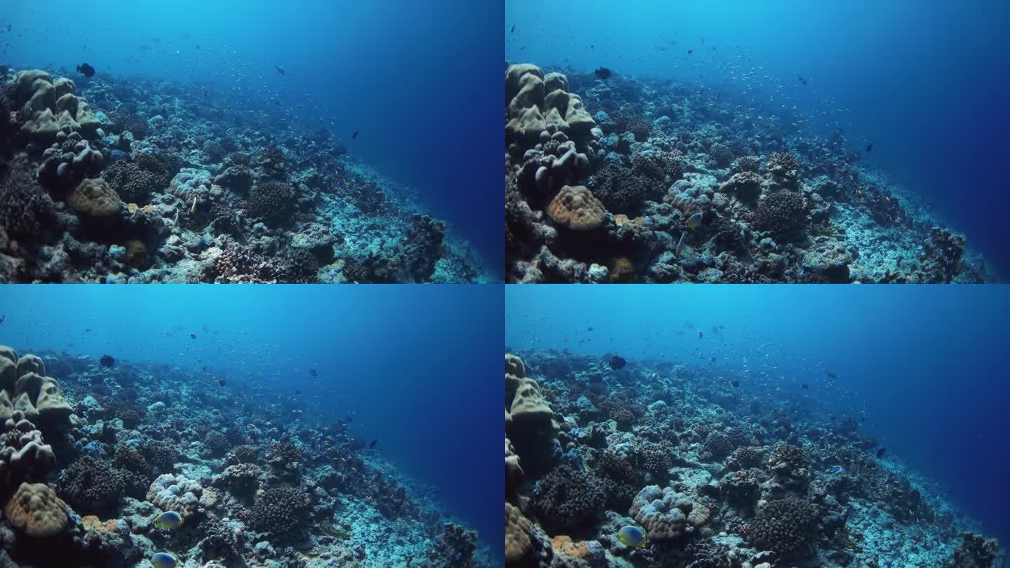 海底有珊瑚礁和一群热带鱼。海洋动植物
