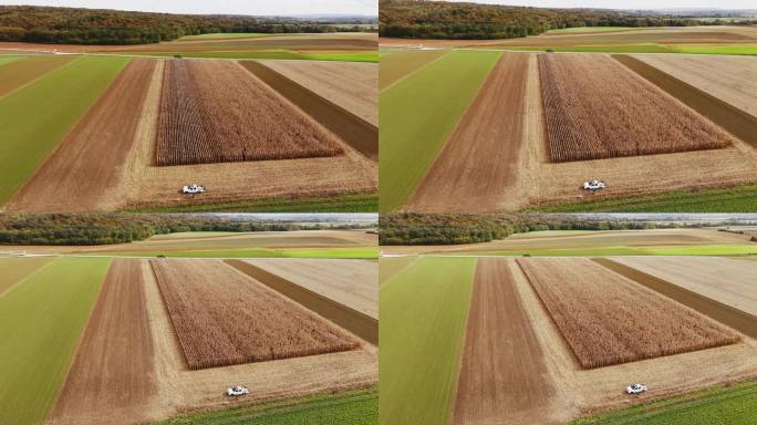 晴天时成熟麦田的空中高角度无人机拍摄