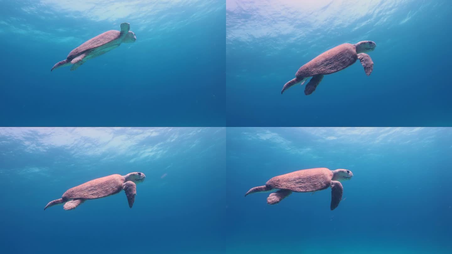 红海龟