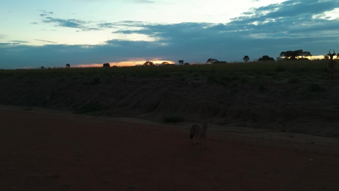 鸟瞰图的野生豺在草原道路上，黄昏在非洲-金色犬