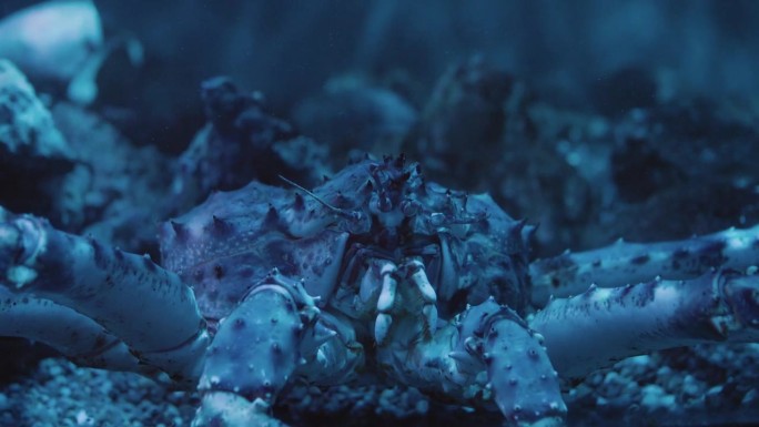 特写:海洋深处的大螃蟹，熟练地操纵着钳子。螃蟹错综复杂的动作令人着迷，这是一个令人惊叹的深海奇观。雄