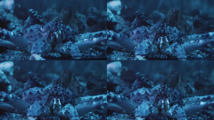 特写:海洋深处的大螃蟹，熟练地操纵着钳子。螃蟹错综复杂的动作令人着迷，这是一个令人惊叹的深海奇观。雄
