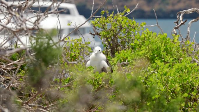 在Galápagos群岛的圣克鲁斯附近的北西摩岛上，一只毛茸茸的小军舰鸟(Fregata magni