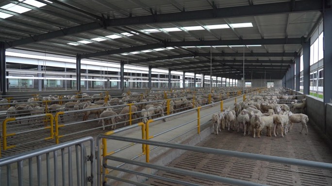 现代化养羊大型养殖基地现代化羊舍
