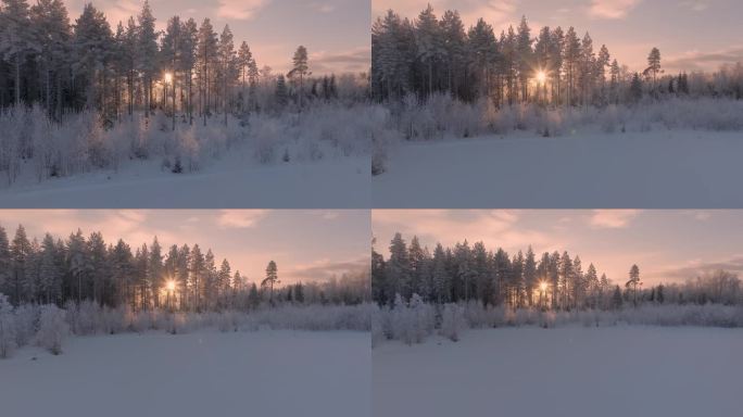 风景从被白霜覆盖的松树林中飞回来，在日落的衬托下显得格外耀眼。瑞典极度寒冷，气温低于零下30度。