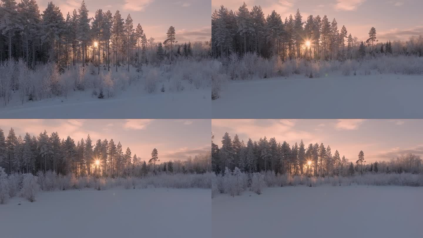 风景从被白霜覆盖的松树林中飞回来，在日落的衬托下显得格外耀眼。瑞典极度寒冷，气温低于零下30度。