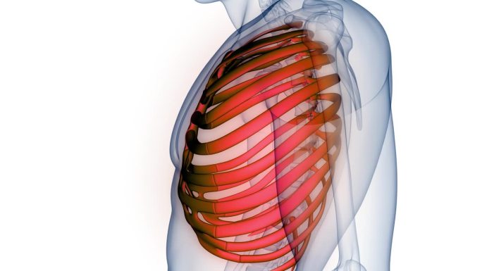 人体骨骼系统肋骨笼骨关节解剖动画概念