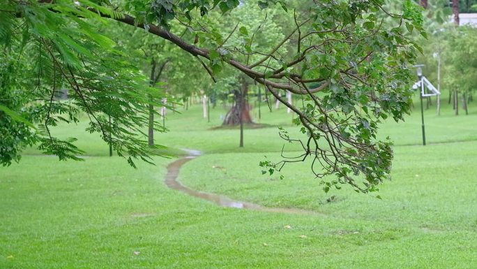 草坪 草地 树木 树叶 树林 雨后 合集