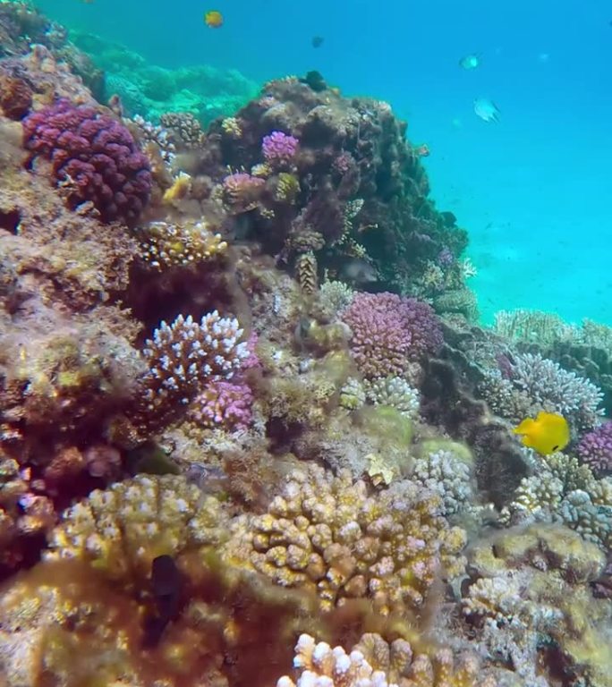 在珊瑚花园的浅水区，藻类覆盖了大面积的珊瑚礁