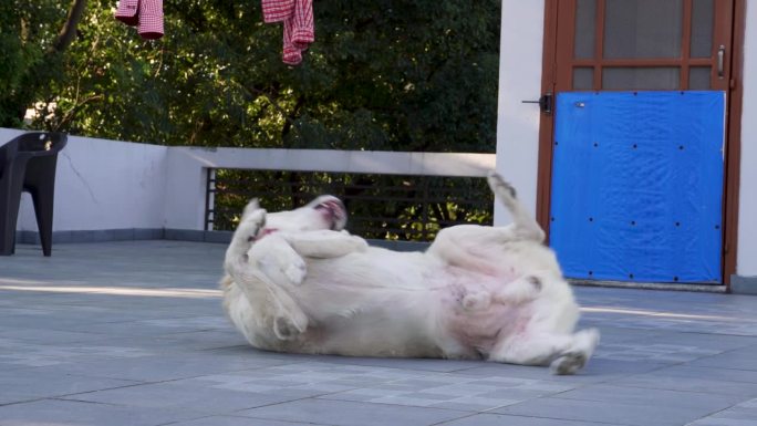 喜玛拉雅牧羊犬:顽皮的肚皮滑稽动作-快乐的宠物喜剧，印度