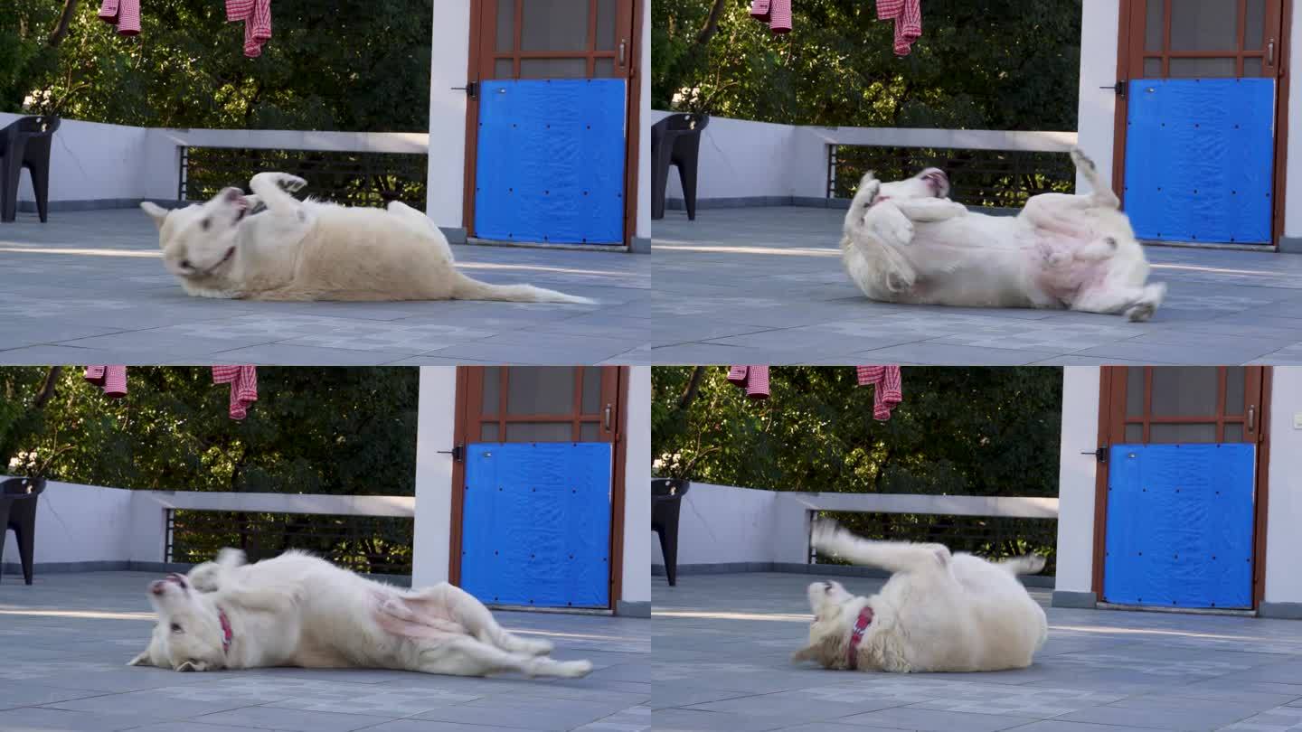 喜玛拉雅牧羊犬:顽皮的肚皮滑稽动作-快乐的宠物喜剧，印度