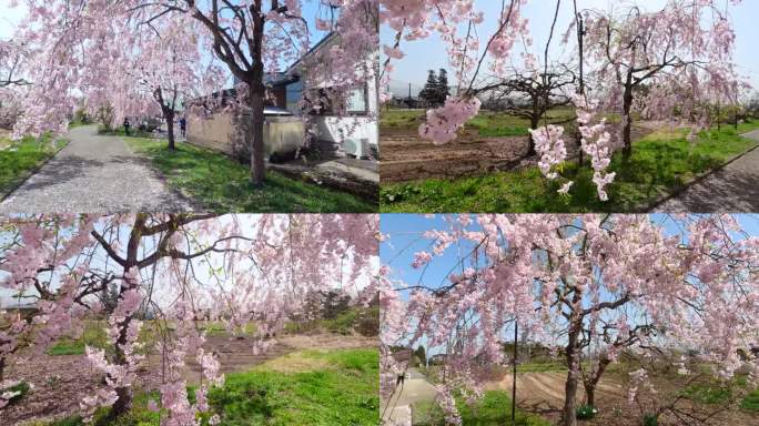 日本福岛县，美丽的樱花在春天绽放。