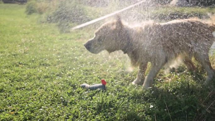 金毛猎犬在抖水滴