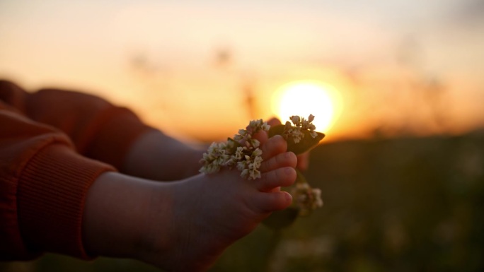 日落时分，小男孩用脚在田野上触摸开花植物的SLO手持镜头
