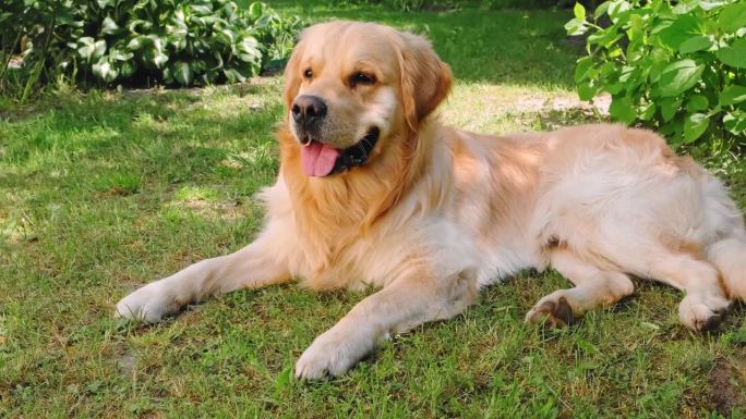 可爱的金毛猎犬微笑着躺在后院的阴影里看着镜头。在炎热的夏天，家养宠物呼吸急促。最善良的品种。最好的朋
