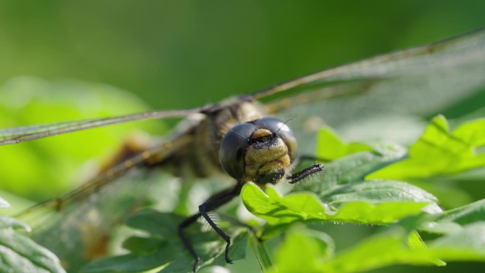 微距拍摄一只蜻蜓坐在一片草叶上，在风中摇曳
