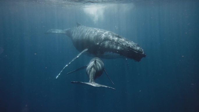 瓦瓦乌汤加热带繁殖地的雌性座头鲸在哺乳她的幼崽;南太平洋;4K水下视图。