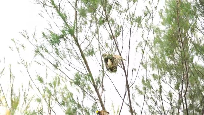 条纹织布鸟或印度尼西亚的许多鸟在树上筑巢