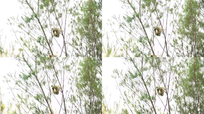 条纹织布鸟或印度尼西亚的许多鸟在树上筑巢