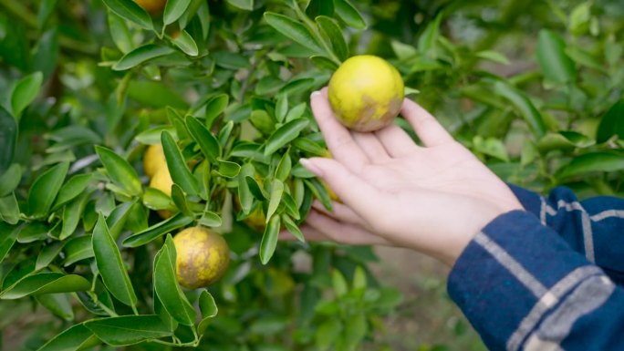 特写:一个拥有橘子园的亚洲妇女从果树上采摘橙子，看着检查盛开的橙子，准备收集它们，分类出售。