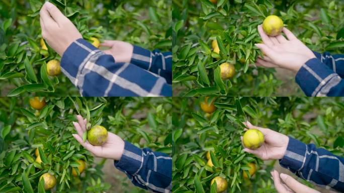 特写:一个拥有橘子园的亚洲妇女从果树上采摘橙子，看着检查盛开的橙子，准备收集它们，分类出售。