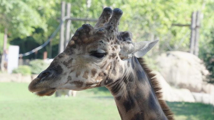 悲伤的长颈鹿在城市动物园里一动不动地动着耳朵，游客们在散步