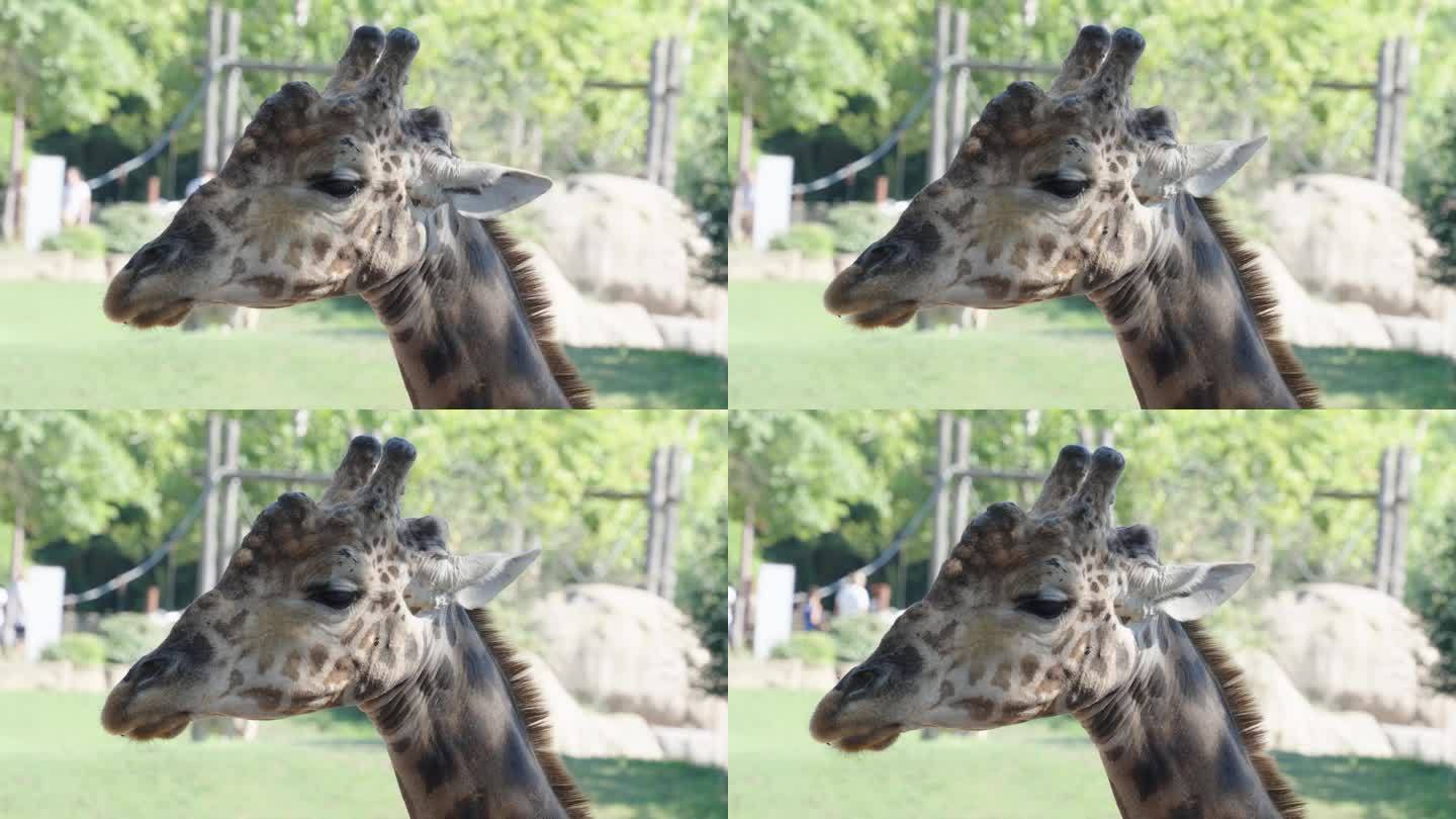 悲伤的长颈鹿在城市动物园里一动不动地动着耳朵，游客们在散步