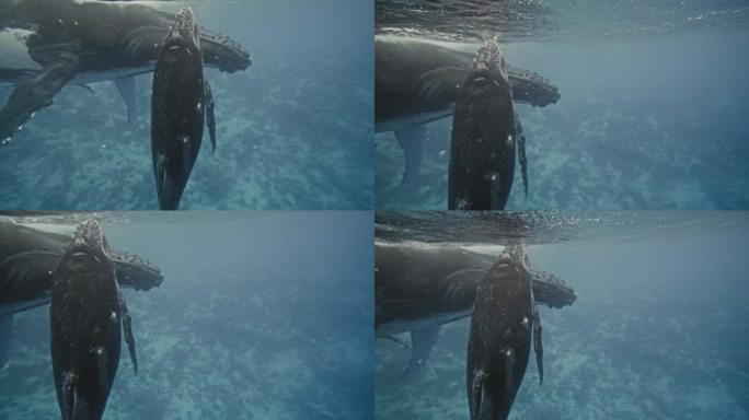 汤加王国一头新生鲸鱼的水下出生故事4K红色数字影院。