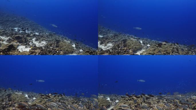 南太平洋中部法属波利尼西亚法卡拉瓦北山口的珊瑚礁上的金枪鱼