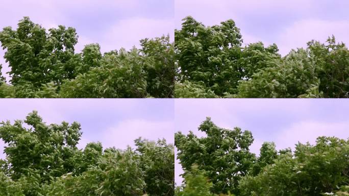 夏日里，一场大风吹动着绿色的树叶和树枝，背景是灰蒙蒙的天空