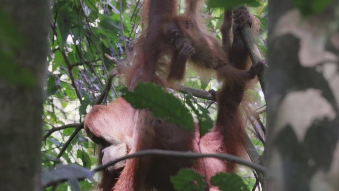 猩猩妈妈和她的宝宝在雨林里吃水果
