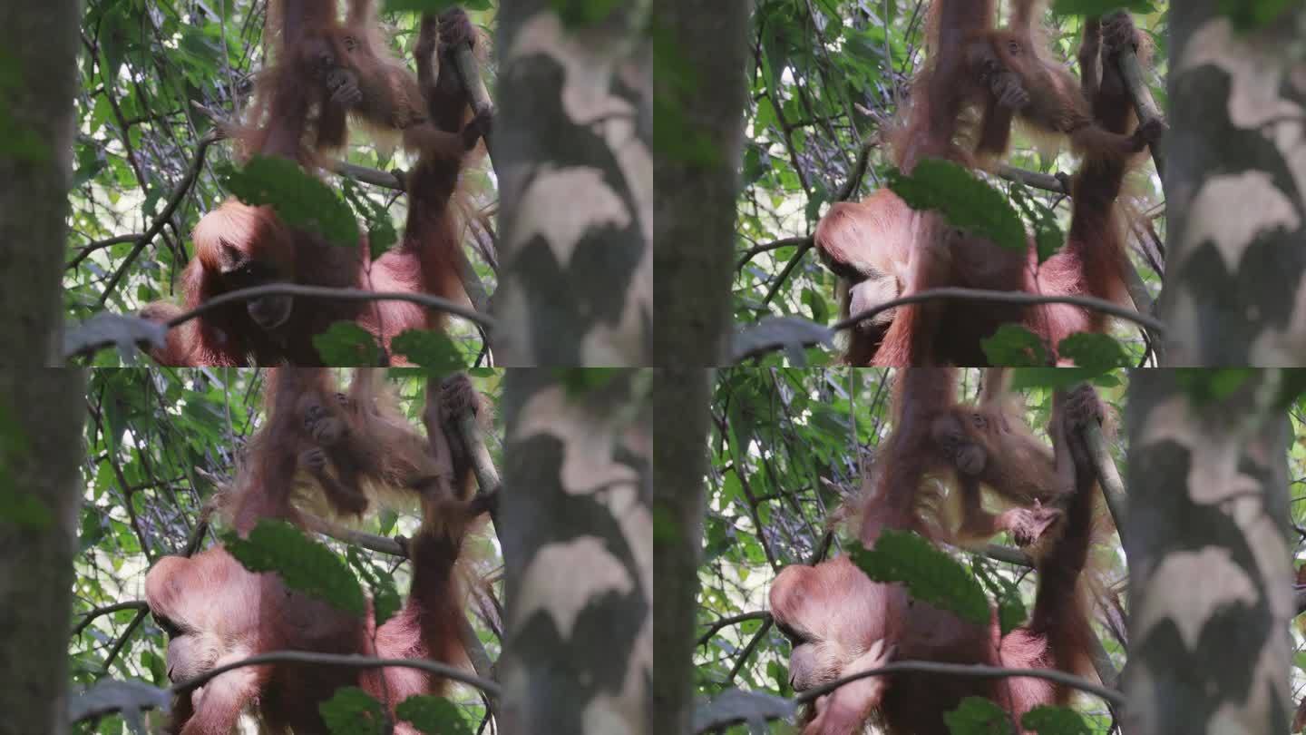 猩猩妈妈和她的宝宝在雨林里吃水果