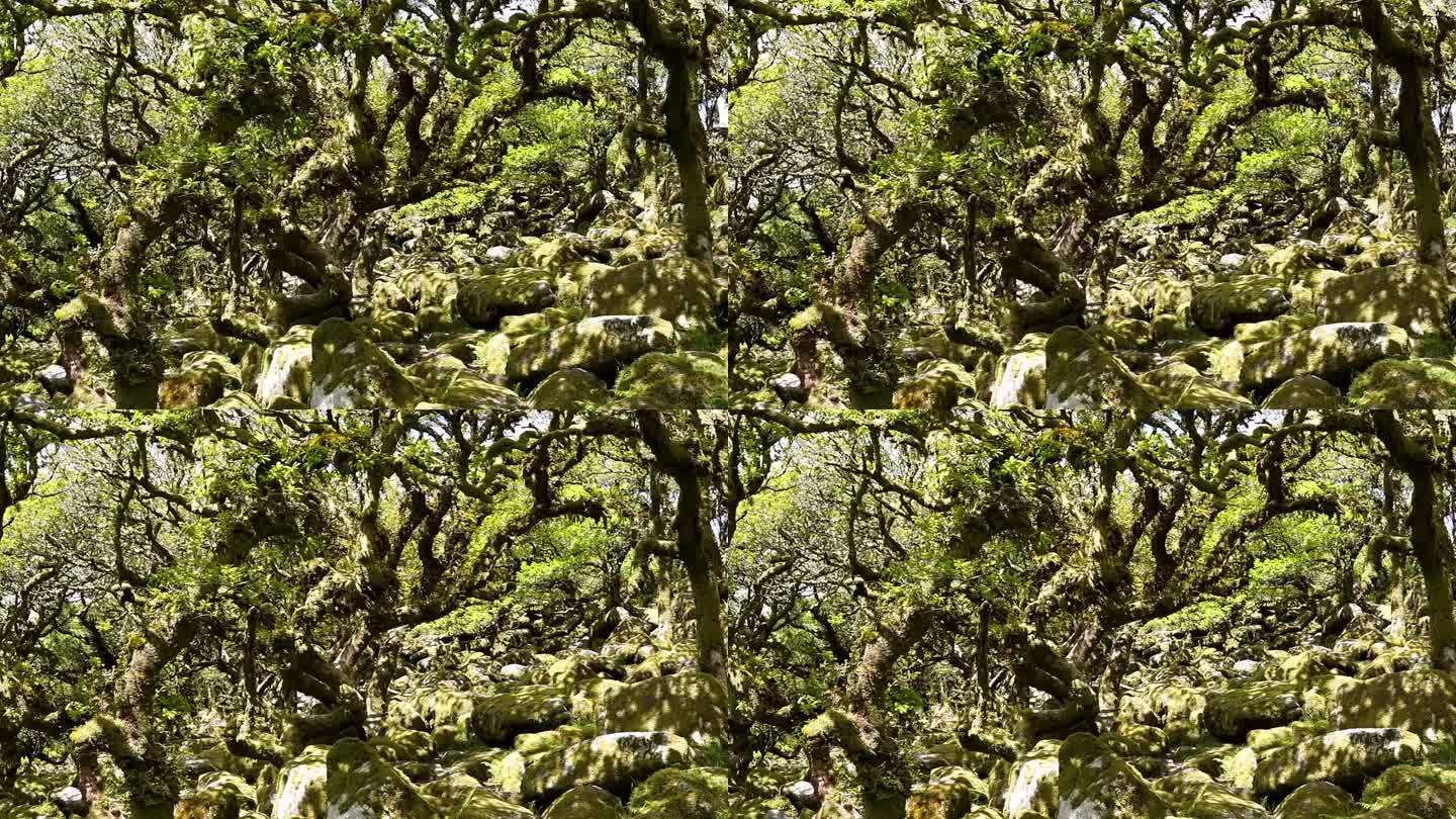 扭曲的古老橡树在维斯曼树林。西达特山谷。达特穆尔国家公园，德文郡，英格兰，英国
