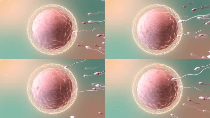 精子和卵细胞。自然受精