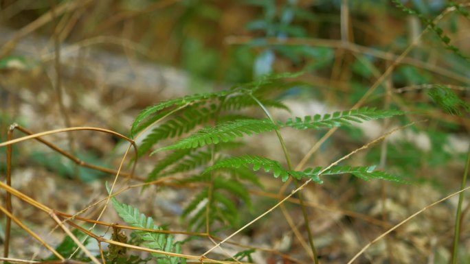 野生生长在竹林中的蕨类植物