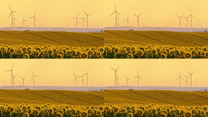 自然与科技的和谐:向日葵与风力涡轮机。清洁能源。